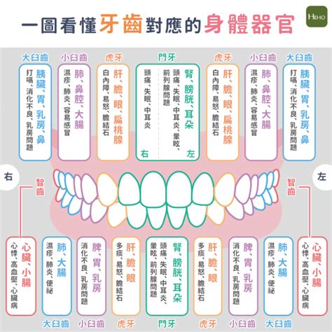 牙齒對應器官